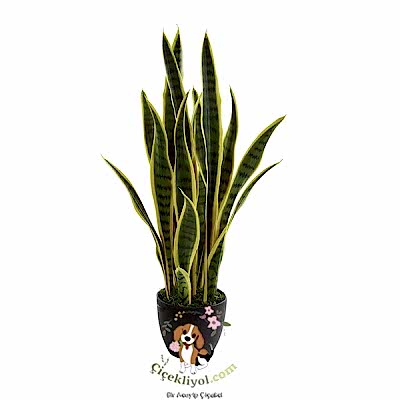 Paşa Kılıcı İthal