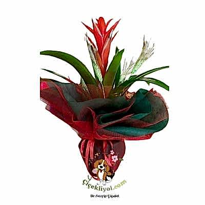 ithal guzmanya saksı bitkisi