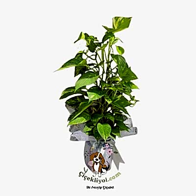 Patos Sarmaşık Bitkisi Büyük Boy