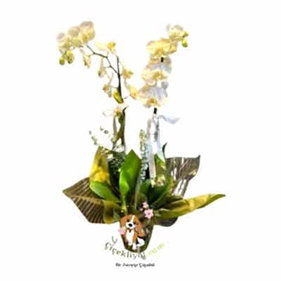 İthal 2 Dallı Beyaz Orkide