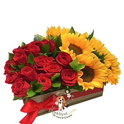 Kare Kutu Günebakan Gül 