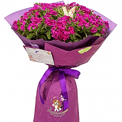 Jumbo  Boy Hüsnü & Yusuf Çiçeği  