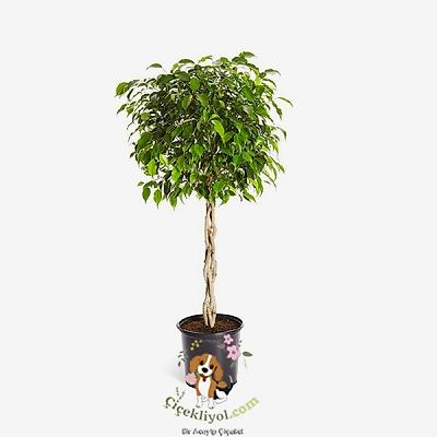 Benjamin örgülü ithal büyük boy