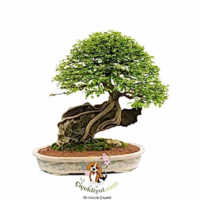 Bonsai
