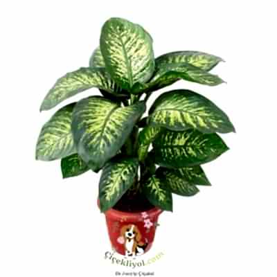 Difenbahya Büyük Boy 