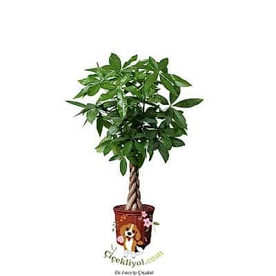 Örgülü Para Ağacı (Pachira)