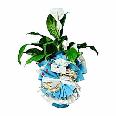 spatifilyum saksı bitkisi