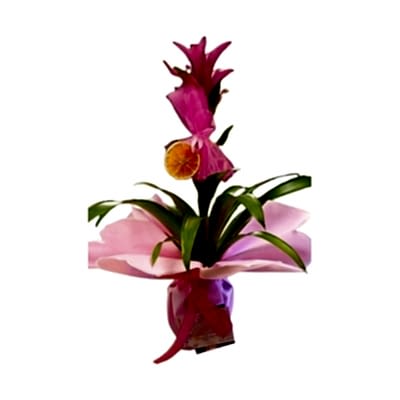 Kuzmanya Pink Saksı 