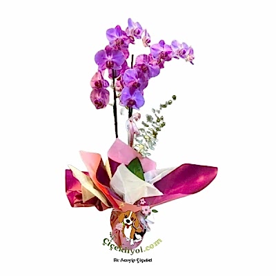 İthal Büyük Boy Orkide 2 Dallı