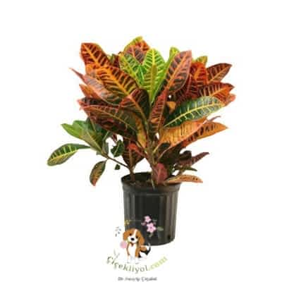 İthal Alev Ağacı Kraton Çiçeği