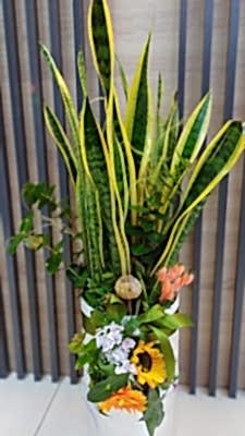 ithal büyük boy paşa kılıcı beyaz kutu tasarım